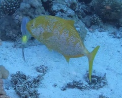 Flavocaranx bajad