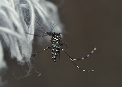 Stegomyia