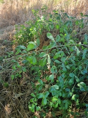 Searsia laevigata