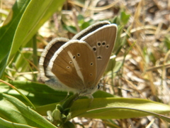 Polyommatus damon