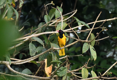 Oriolus xanthornus