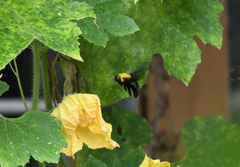 Xylocopa ruficornis