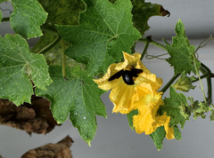 Xylocopa ruficornis
