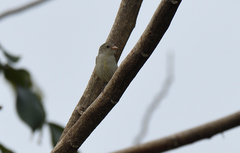 Dicaeum erythrorhynchos