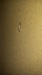 Evergestis isatidalis