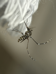 Stegomyia