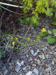 Erysimum marschallianum
