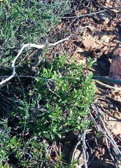 Osteospermum scariosum