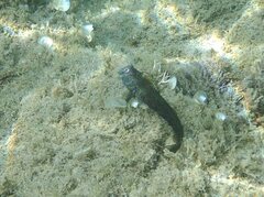 Parablennius pilicornis