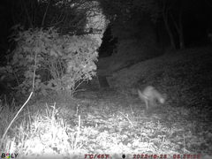 Vulpes vulpes japonica