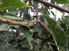 Celtis caudata