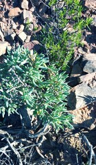 Tetragonia