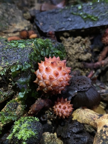 Helosis antillensis