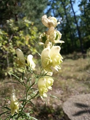 Aconitum anthora