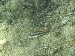 Parablennius pilicornis