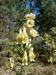 Aconitum anthora