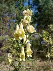 Aconitum anthora