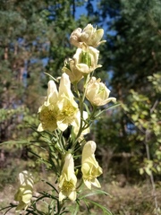 Aconitum anthora