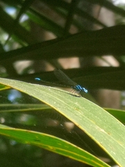 Argia gaumeri