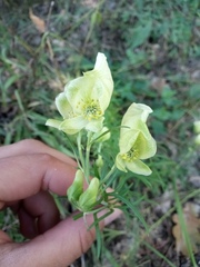 Aconitum anthora