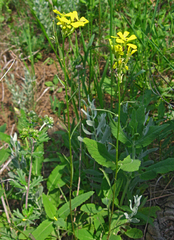 Erysimum diffusum