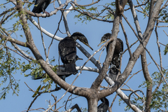 Phalacrocorax fuscicollis