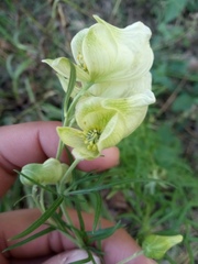 Aconitum anthora