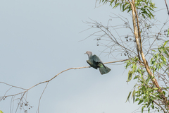 Ducula aenea sylvatica