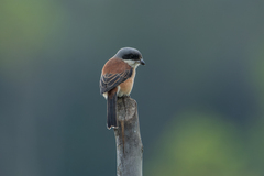 Lanius collurioides