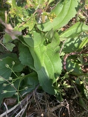 Arnoglossum