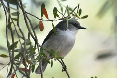 Eopsaltria georgiana