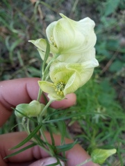Aconitum anthora