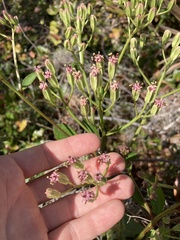 Arnoglossum