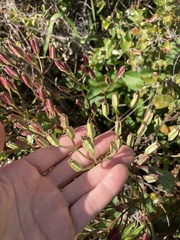 Arnoglossum