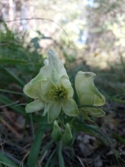 Aconitum anthora