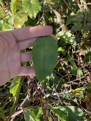Arnoglossum
