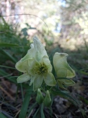 Aconitum anthora