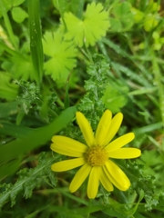 Senecio vernalis