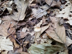 Pseudosperma friabile