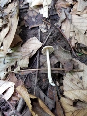 Pseudosperma friabile