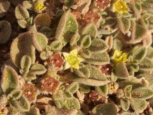 Aizoaceae image