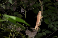 Calotes emma