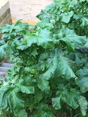 Brassica oleracea
