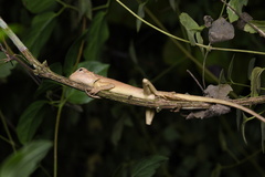 Calotes emma