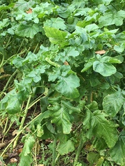 Brassica oleracea