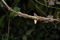 Calotes emma