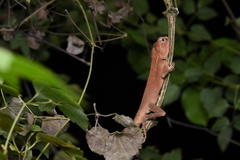 Calotes emma