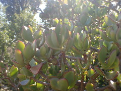 Crassula ovata