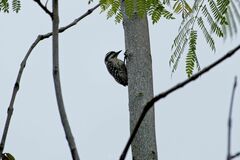 Yungipicus moluccensis