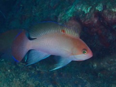 Pseudanthias hypselosoma